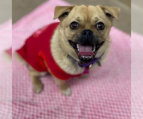 Medium Photo #1 Pug-Unknown Mix Puppy For Sale in Aurora, CO, USA