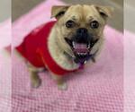 Small Pug Mix
