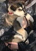 Small Photo #2 Siberian Husky Puppy For Sale in LYNDEN, WA, USA