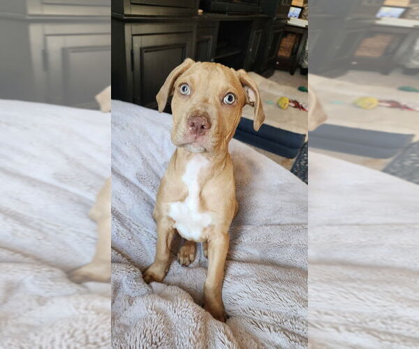 Medium Photo #15 American Pit Bull Terrier-Bulldog Mix Puppy For Sale in Raleigh, NC, USA