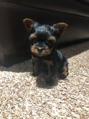 Yorkshire Terrier Puppy for sale in MIDDLETOWN, CT, USA