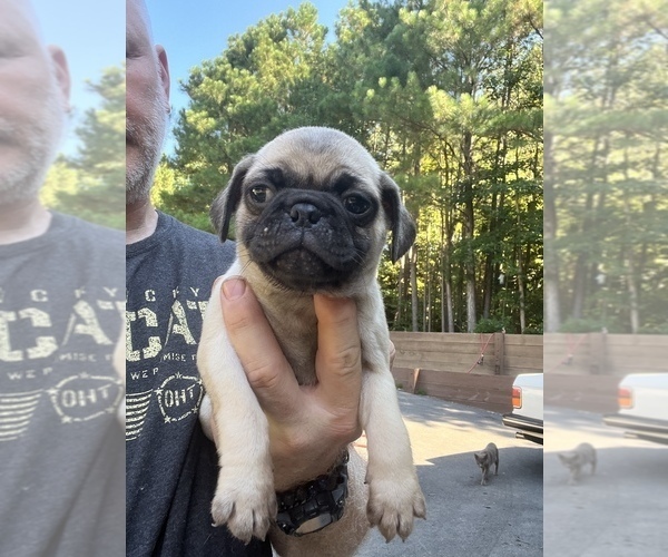 Medium Photo #1 Pug Puppy For Sale in WILLIAMSBURG, VA, USA