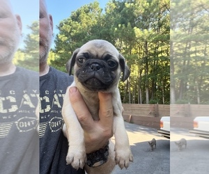 Pug Puppy for sale in WILLIAMSBURG, VA, USA