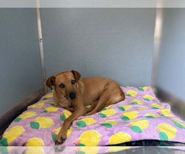 Medium Photo #4 Mutt Puppy For Sale in oakland, FL, USA