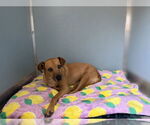 Small #3 Mutt