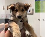 Small German Shepherd Dog
