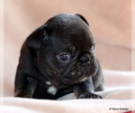 Small #1 French Bulldog