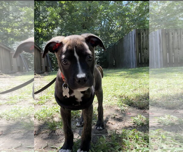 Medium Photo #5 American Staffordshire Terrier-Staffordshire Bull Terrier Mix Puppy For Sale in Holly Springs, NC, USA