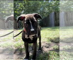 Small #4 American Staffordshire Terrier-Staffordshire Bull Terrier Mix