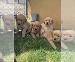 Small #44 Golden Retriever