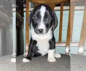 Beagle-Border Collie Mix Puppy for sale in SILVER CREEK, NY, USA