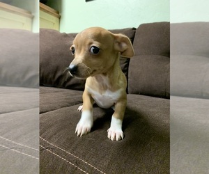 Chiweenie Puppy for sale in PIGEON FORGE, TN, USA