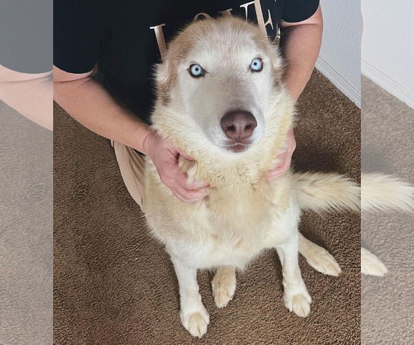 Medium Photo #3 Siberian Husky Puppy For Sale in Cedar Crest, NM, USA
