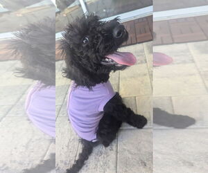 Poodle (Standard)-Unknown Mix Dogs for adoption in Orlando, FL, USA