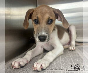 Banjo - Male Labbe Dog for Adoption - Photo #3