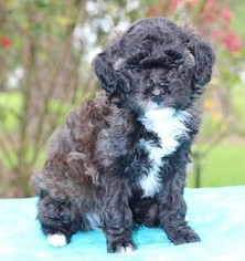 Poodle (Toy) Puppy for sale in GRAY, LA, USA