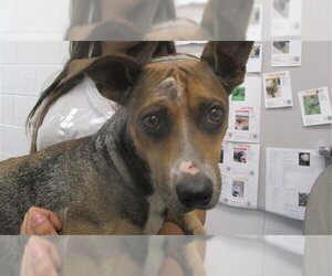 Mutt Dogs for adoption in Ocala, FL, USA
