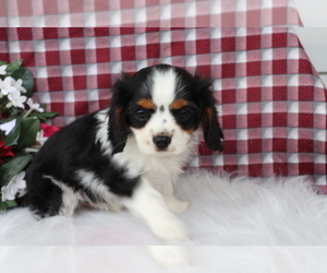 Cavalier King Charles Spaniel Puppy for sale in SHILOH, OH, USA