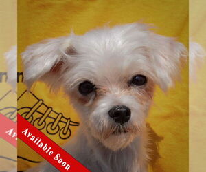 Medium Maltese