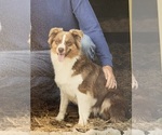 Small Photo #1 Australian Shepherd Puppy For Sale in UNION SPRINGS, AL, USA