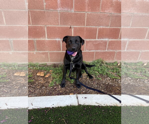 Medium Photo #10 Labrador Retriever-Unknown Mix Puppy For Sale in San Diego, CA, USA