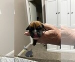 Small Photo #8 Boxer Puppy For Sale in COWETA, OK, USA