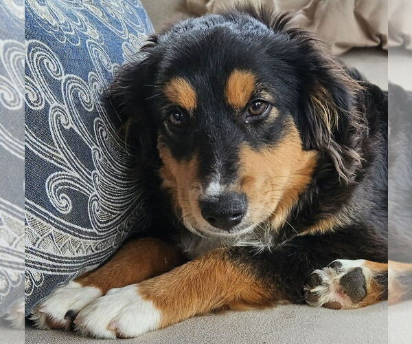 Medium Photo #2 Australian Shepherd Puppy For Sale in Bon Carbo, CO, USA