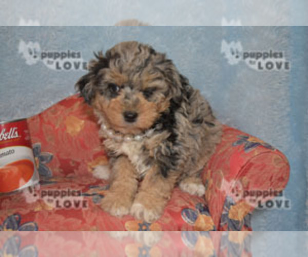 Medium Photo #14 Aussiedoodle Puppy For Sale in SANGER, TX, USA