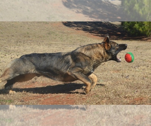 Medium Photo #1 German Shepherd Dog Puppy For Sale in POWDER SPRINGS, GA, USA