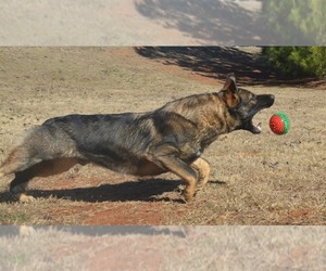 Father of the German Shepherd Dog puppies born on 03/15/2026