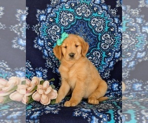 Golden Retriever Puppy for sale in KIRKWOOD, PA, USA