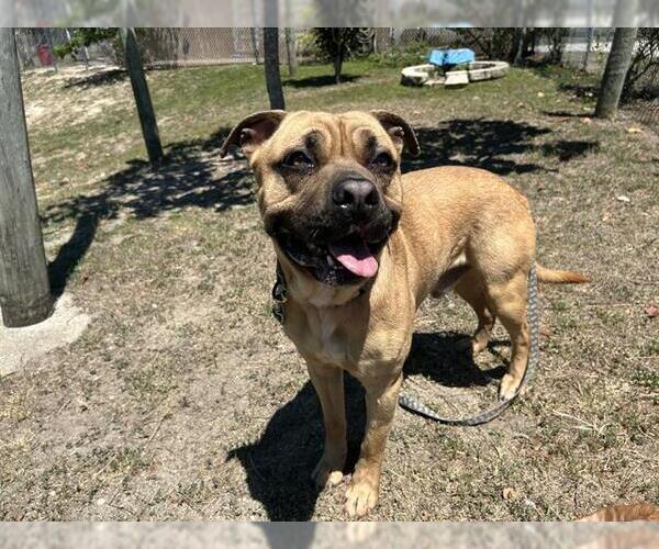 Medium Photo #2 Boxer-Unknown Mix Puppy For Sale in Ocala, FL, USA