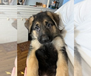 German Shepherd Dog Puppy for Sale in HOLLYWOOD, Florida USA