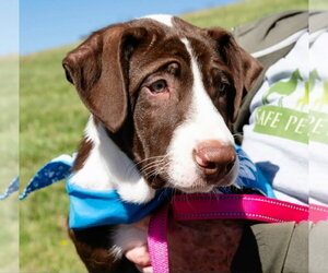 Mutt Dogs for adoption in Blairsville, GA, USA