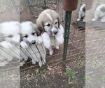 Puppy Paris Great Pyrenees
