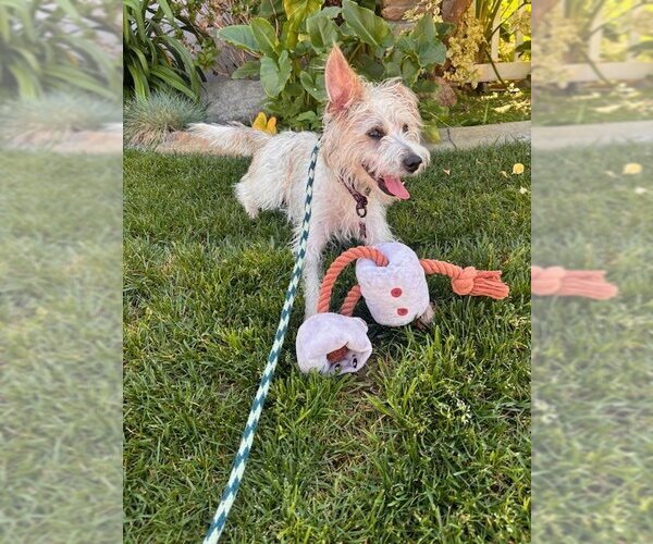 Medium Photo #2 Mutt Puppy For Sale in Victorville, CA, USA