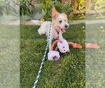 Small #1 Mutt