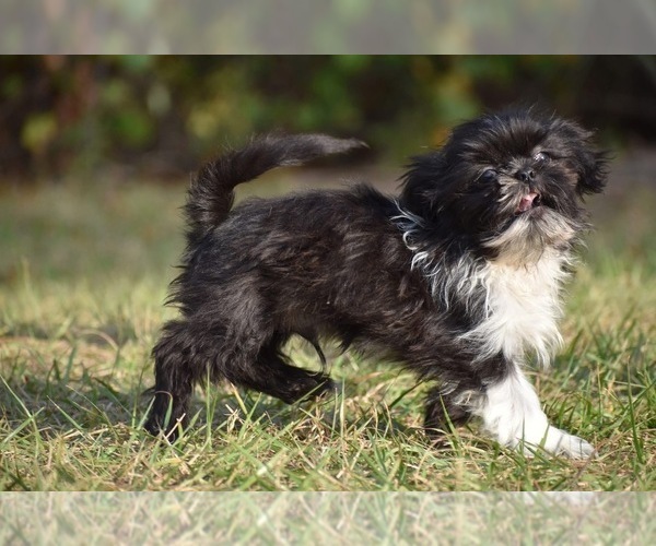 Medium Photo #3 Shih Tzu Puppy For Sale in PALM COAST, FL, USA