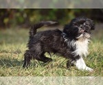 Small #2 Shih Tzu
