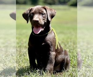 Labrador Retriever Puppy for sale in BURNS, TN, USA