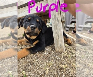 Rottweiler Puppy for sale in RIVERSIDE, CA, USA