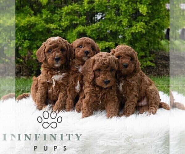 Medium Photo #3 Poodle (Miniature) Puppy For Sale in MADISONBURG, PA, USA