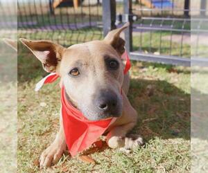 Mutt Dogs for adoption in San Antonio, TX, USA