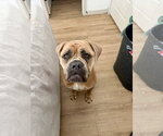 Small #12 Bullmastiff