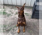 Small Doberman Pinscher Mix