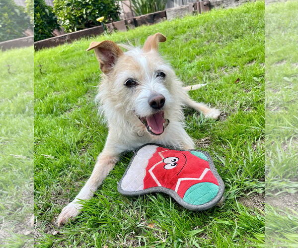 Medium Photo #3 Mutt Puppy For Sale in Lancaster, CA, USA