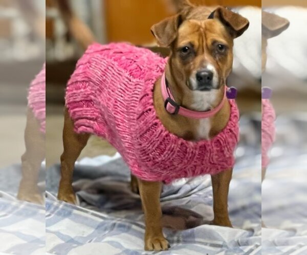 Medium Photo #10 Boxer-Jack Russell Terrier Mix Puppy For Sale in La Verne, CA, USA