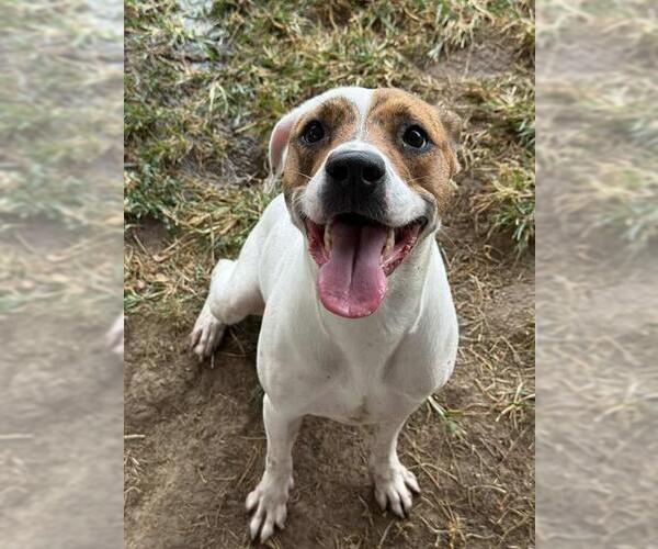 Medium Photo #2 Labrador Retriever-Unknown Mix Puppy For Sale in Riverside, CA, USA