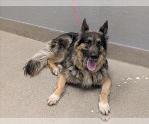 German Shepherd Dog-Unknown Mix Dogs for adoption in Las Vegas, NV, USA