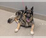 Small German Shepherd Dog Mix